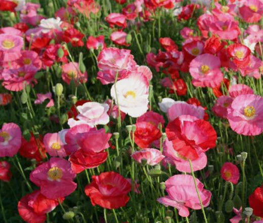 Shirley Poppy Seeds - 50,000 Bulk Mixed Colors - Papaver Rhoeas - Vibrant Annual Flower Seeds for Garden and Landscaping
