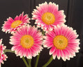 Gerbera Daisy Seeds - 200+ Pink & White Varieties for Garden Planting - Gerbera jamesonii - USA