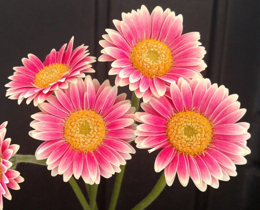 Gerbera Daisy Seeds - 200+ Pink & White Varieties for Garden Planting - Gerbera jamesonii - USA