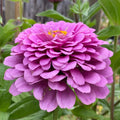 Zinnia Seeds | Non-GMO Giant Purple Pollinator Flowers | 2025 | Zinnia elegans
