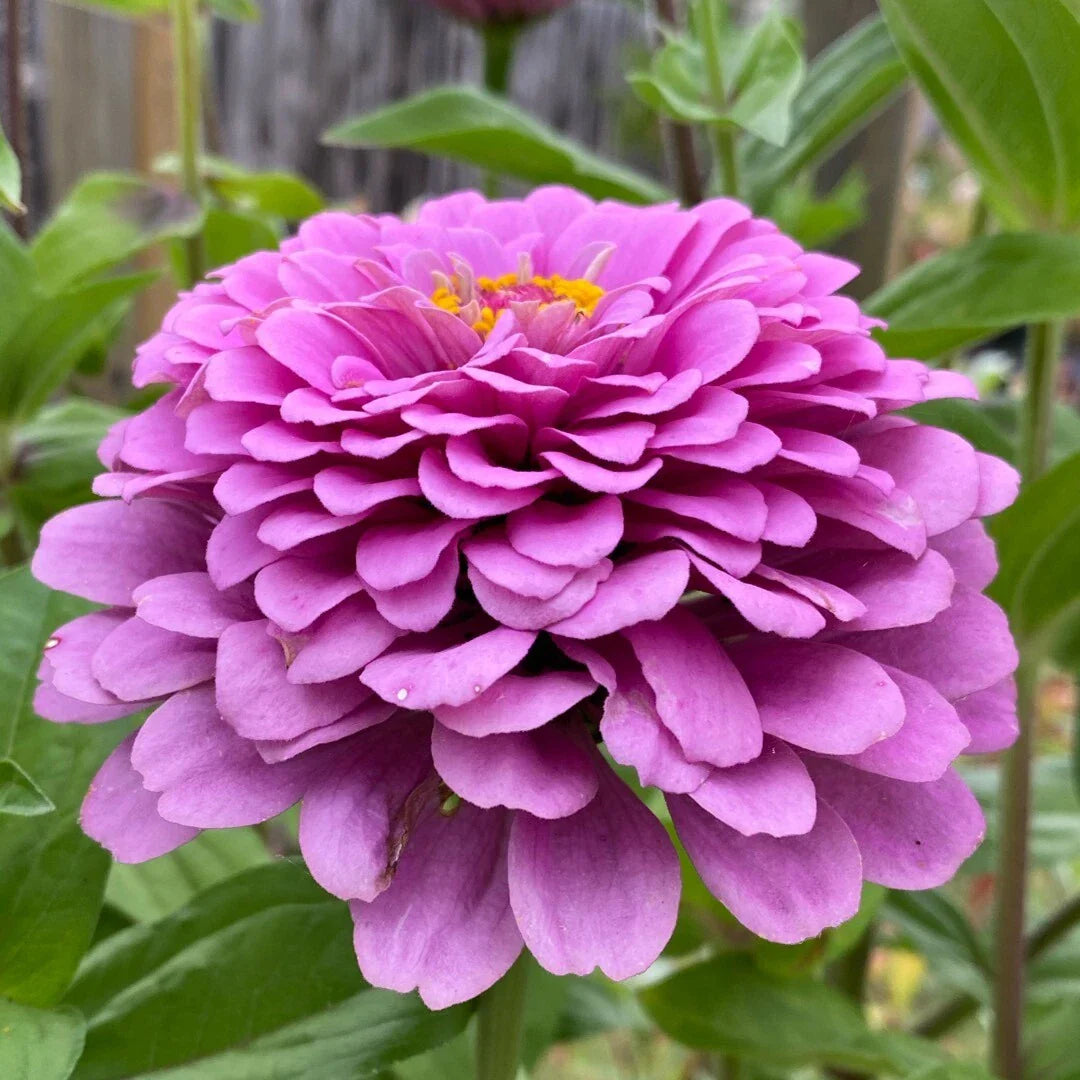 Zinnia Seeds | Non-GMO Giant Purple Pollinator Flowers | 2025 | Zinnia elegans