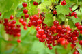 Perfection Red Currant Plant - 1 Rooted Shrub, Zones 3-7, Ribes rubrum, 6-8 ft, Self-Pollinating, Chemical-Free, Fruit for Jams & Juices