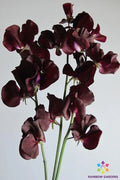 Topsy Sweet Pea Seeds - 50+ Pack for Garden Planting - Lathyrus odoratus - USA Grown, Free Shipping