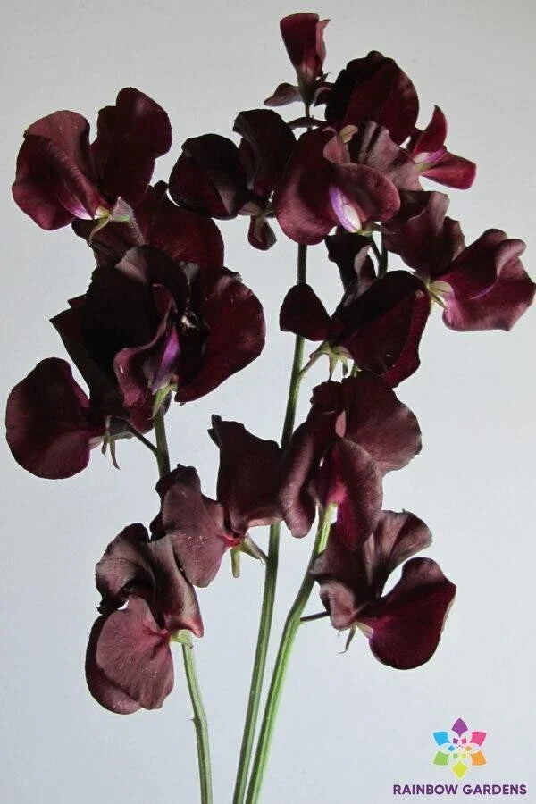 Topsy Sweet Pea Seeds - 50+ Pack for Garden Planting - Lathyrus odoratus - USA Grown, Free Shipping