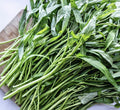 Water Spinach Seeds - 50+ Seeds, Ong Choy/KangKong, Rau Muống, kōng xīn cài (Ipomoea aquatica)