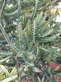 Large Rooted Dragon Bones Cactus Plant - Euphorbia Lactea Candelabra Milk Stripe - Unique Decorative Succulent