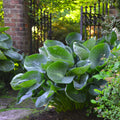 Hosta Plant 5.25" Pot Abiqua Drinking Gourd Well Rooted Perennial Shade Cupped Leaves (Hosta 'Abiqua Drinking Gourd')