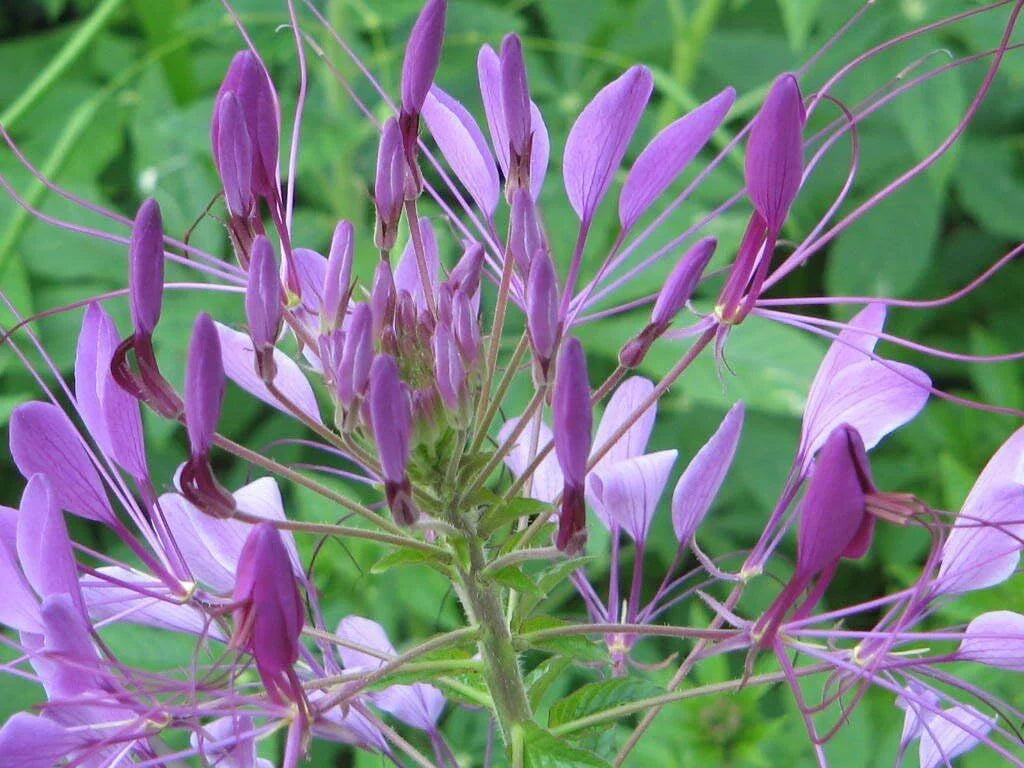 Cleome Purple Spider Plant Seeds - Non-GMO Pollinator-Friendly Seeds (20-500 Count) - Cleome hassleriana