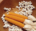 Snow Puff Popcorn Seeds - 25+ Seeds - Non-GMO, USA Grown, Zea mays everta