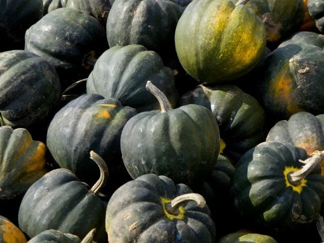 Winter Squash Seeds - 200 Count - Table King Acorn Heirloom - Sweet Flavorful Variety - Bulk Gardening Seed