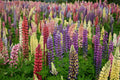 Russell Lupine Seeds, Mixed Colors, Lupinus polyphyllus, Non-GMO, Garden Flower Seeds