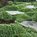 Irish Moss Seeds - 1 oz - Attractive Ground Cover Plant - Chondrus crispus