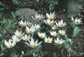 Wild Bloodroot Plants 20-Pack Fresh Red Root Sanguinaria canadensis Appalachian Mountains 2025