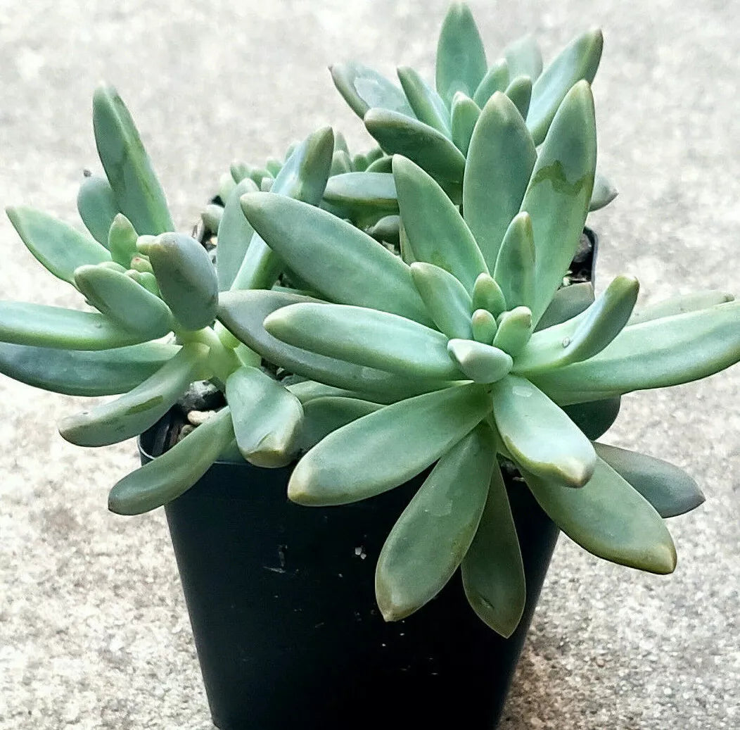 Pachyveria "Blue Pearl" - 2 Inch Diameter Succulent Plants - Easy Care Indoor Decor