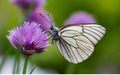 Organic Perennial Chive Herb Plants - 13 Bulbs - Edible, Flowering, Allium schoenoprasum - Butterfly Attracting, Aromatic