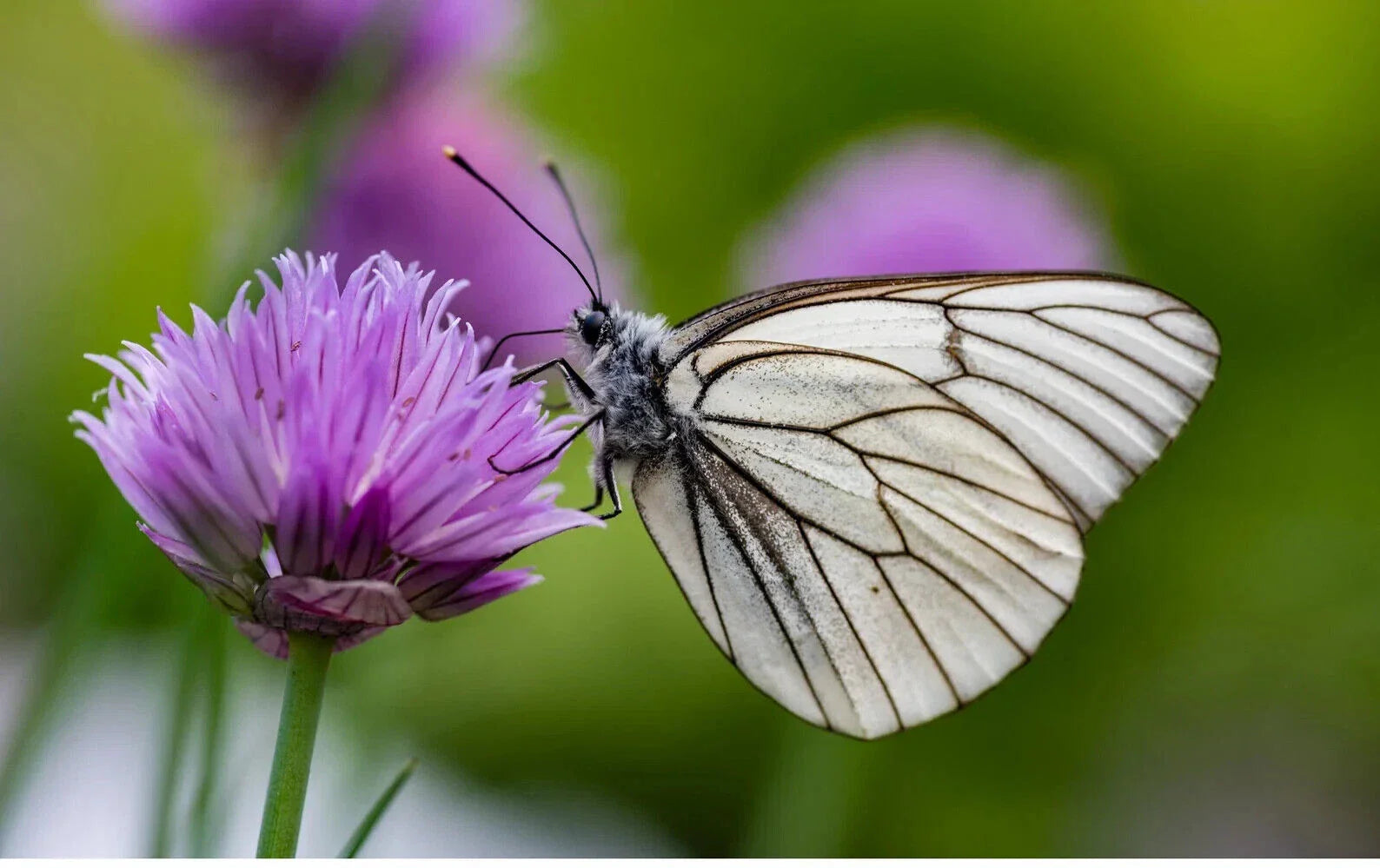 Organic Perennial Chive Herb Plants - 13 Bulbs - Edible, Flowering, Allium schoenoprasum - Butterfly Attracting, Aromatic
