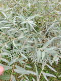 Edelweiss Willow Tree Cutting - Fast Growing Hedge/Shade - Salix Edelweiss
