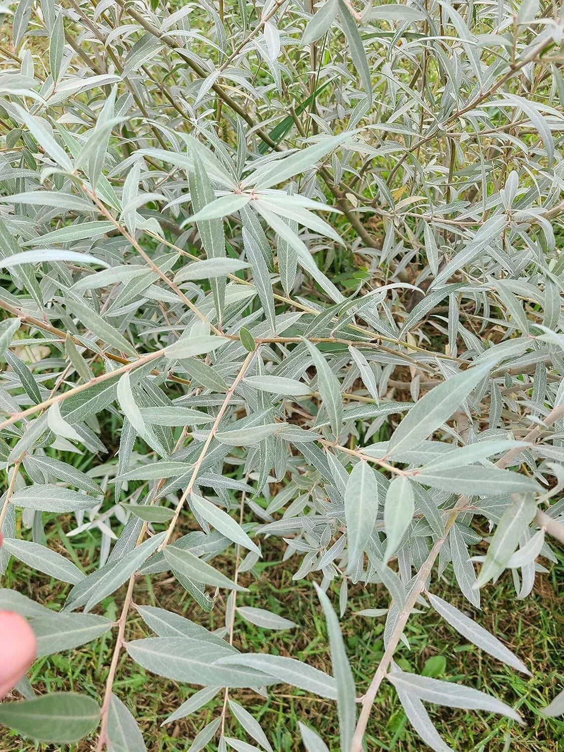 Edelweiss Willow Tree Cutting - Fast Growing Hedge/Shade - Salix Edelweiss