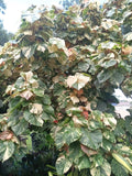 Variegated Mahoe Hibiscus Tree Plant Rooted Cutting - Hibiscus tiliaceus