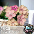 Phlox Seeds - 125 Count - Creme Brulee Annual Flower Seeds - Phlox paniculata for Vibrant Garden Blooms
