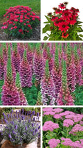 Perennial Collection Live Starter Plants, 5 Varieties, Echinacea (Echinacea Prairie Blaze), Foxglove (Digitalis purpurea), Lavender (Lavandula), Sedum, Monarda