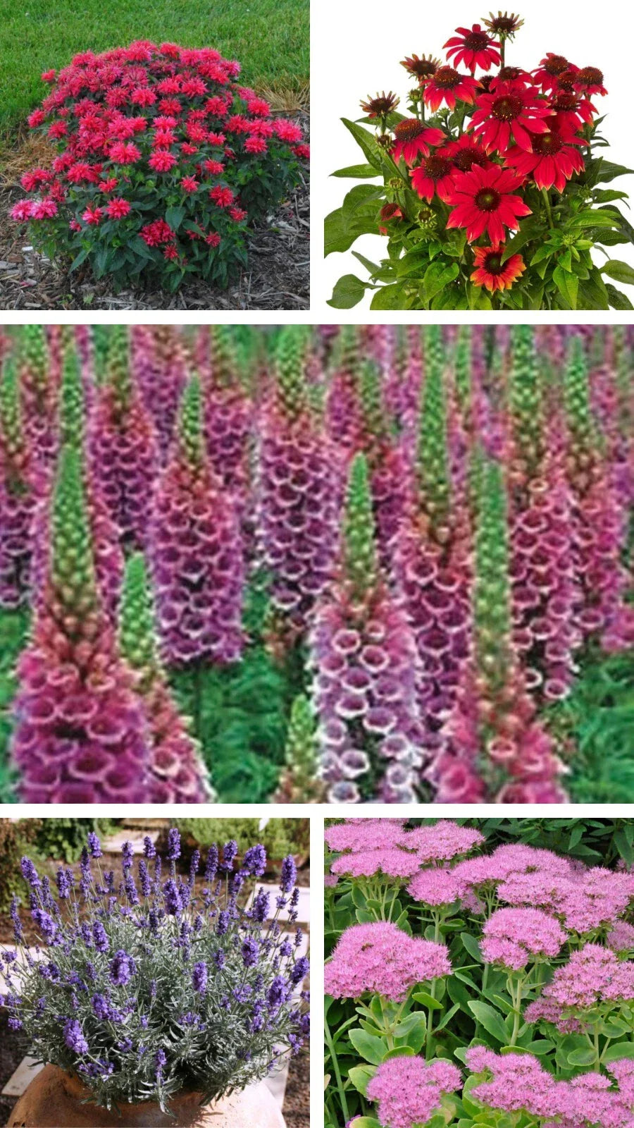 Perennial Collection Live Starter Plants, 5 Varieties, Echinacea (Echinacea Prairie Blaze), Foxglove (Digitalis purpurea), Lavender (Lavandula), Sedum, Monarda