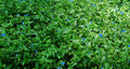 Spiderwort Day Lily Cuttings 10x - Blue Flower Commelina Wandering Jew Plant - Live Indoor Outdoor Garden Starter