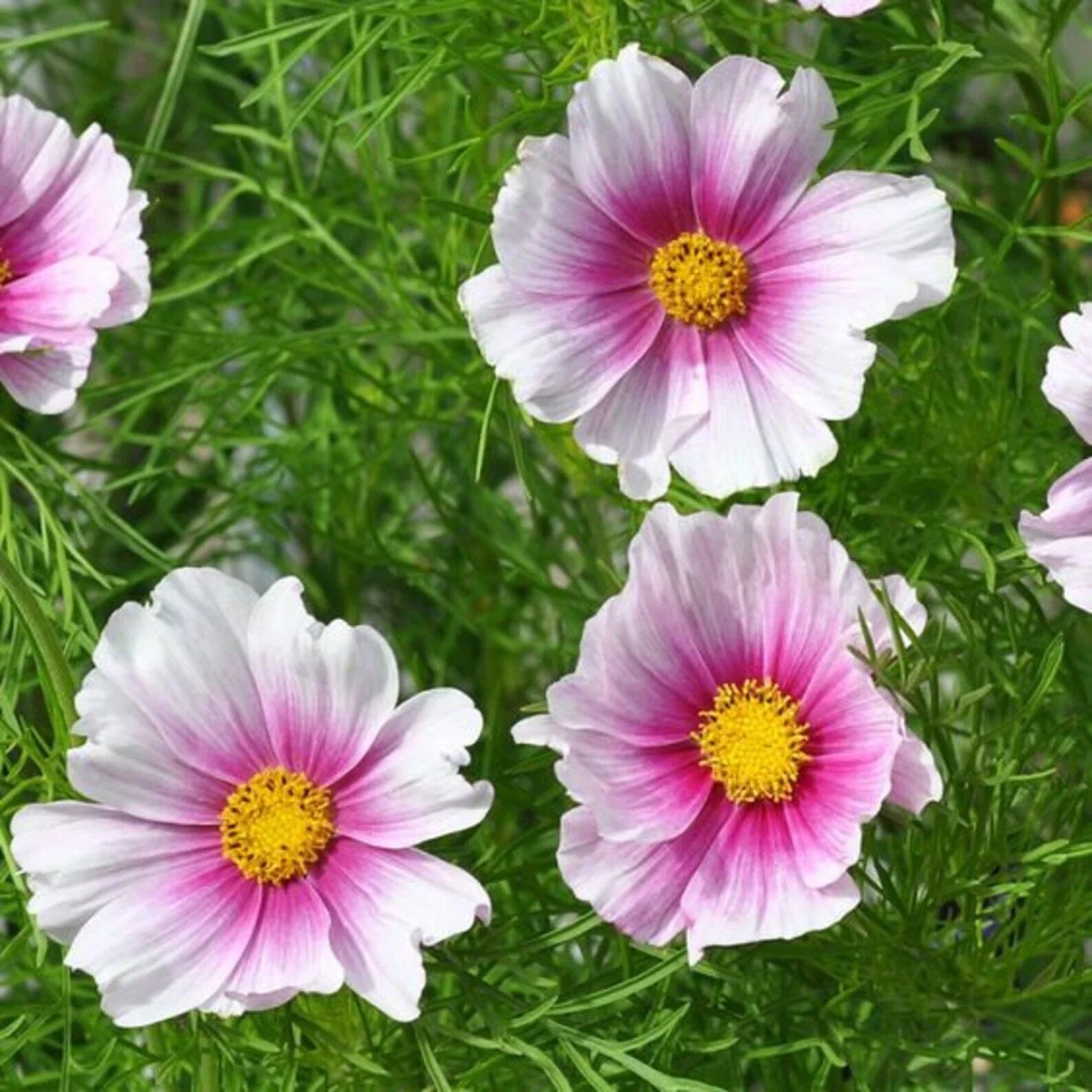 Cosmos Daydream Seeds 100 Ct - Colorful Flower Seeds for Butterflies - Cosmos bipinnatus - USA Seller, Free Shipping