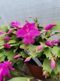 Thanksgiving Cactus Cuttings Unrooted Fuchsia Schlumbergera truncata - 5 Pack