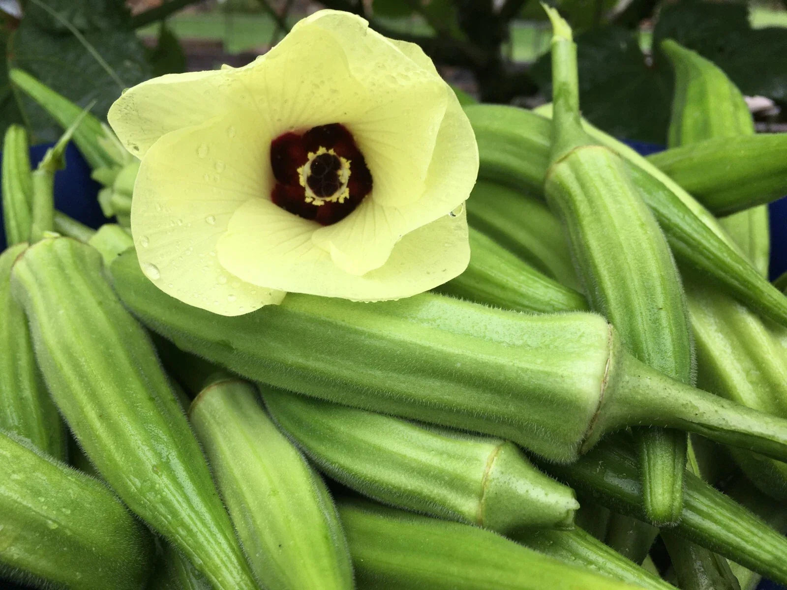 Clemson Spineless Okra Seeds - 100+ Non-GMO Heirloom Seeds for Planting - Fresh Organic Seeds (Abelmoschus esculentus)