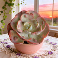 Echeveria “Heart Moon” Variegata | Rare Variegated Succulent Bare Root | Easy-Care Live Plant | Indoor Home Décor Real Succulent