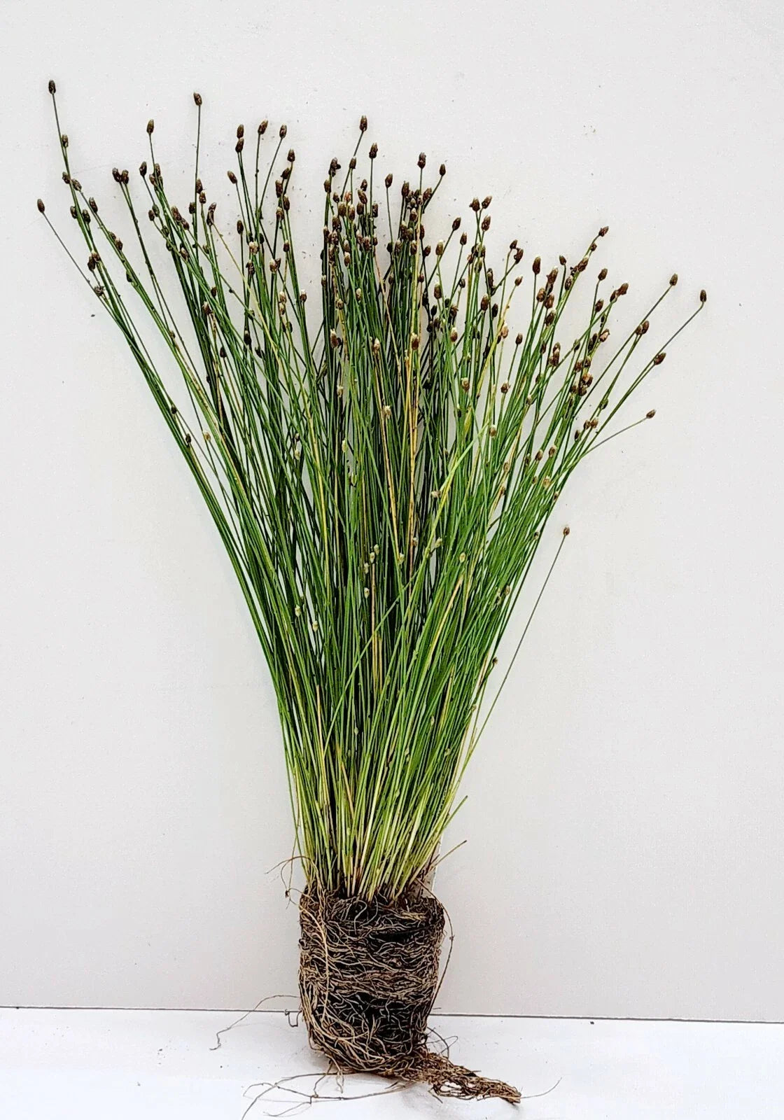 Live Spike Rush Eleocharis palustris | Hardy Aquatic Marginal Pond/Bog Plant | Bareroot Water Garden Perennial