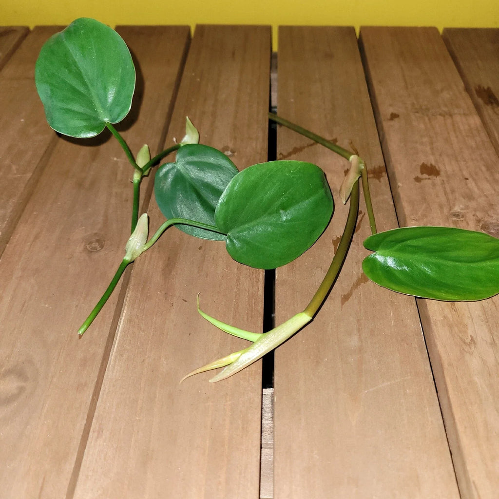 Philodendron Cordatum Heartleaf Rooted Cutting – Live Houseplant | Easy-Care Indoor Plant | Natural Green Décor Vine