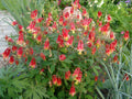 Wild Columbine – Aquilegia canadensis Native Red & Yellow Perennial | Hummingbird Magnet | 3” Pot Live Starter Plant