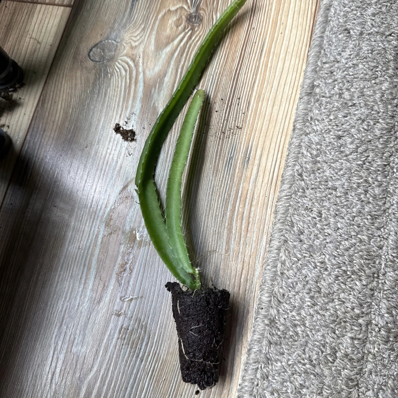 Yellow Dragon Fruit Plant | Hylocereus megalanthus | Live Bare Root Cactus Starter for Patio, Garden, or Home Orchard | 1 Count