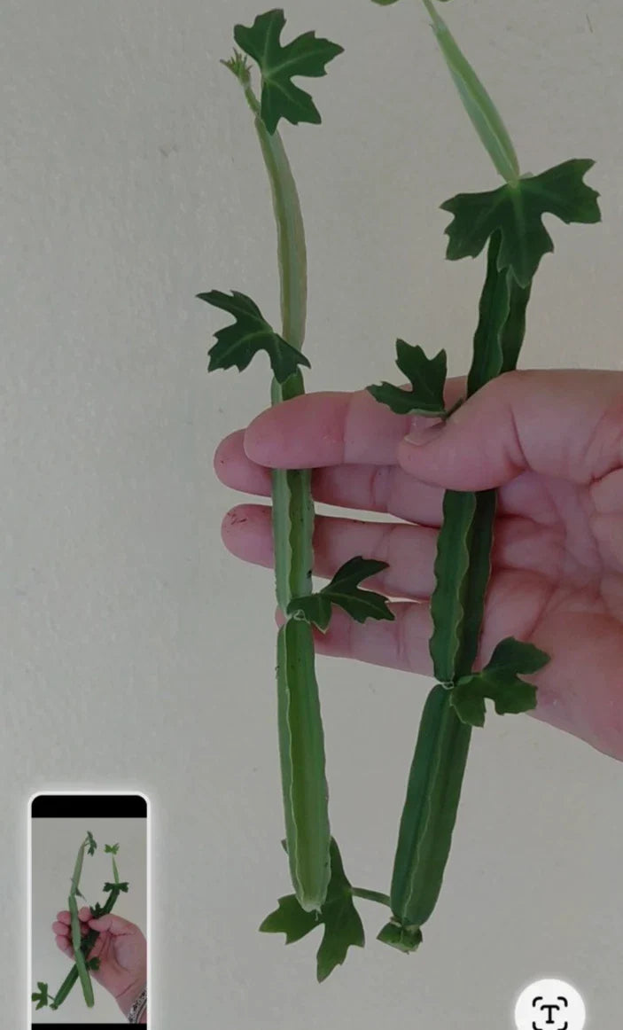 Cissus quadrangularis Unrooted Cuttings (2) – Rare Exotic Succulent Vine – Square Stem Plant – Medicinal Veldt Grape Starter