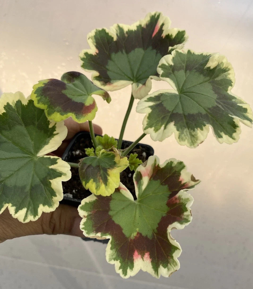 Geranium Live Plant 12" Mrs. Pollock Variegated Tri-colored Foliage Red Flowers Geranium 'Mrs. Pollock'