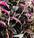 Rooted Cuttings Burgundy Purple Wandering Jew Plant, Tradescantia Zebrina - 4 Pack