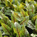 Red Veined Sorrel Seeds | Heirloom Non-GMO Herb Seeds | Rumex sanguineus | Organic Gardening