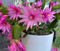 Easter Cactus Live Plant 3" Pot Pink Rhipsalidopsis Gaertneri 5-6" Tall Spring Cactus