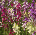 Snapdragon Seeds 10,000+ Tall Mix - Mixed Colors Annual Cut Flowers (Antirrhinum majus) - Free Shipping