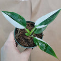 Rare Philodendron White Princess Plant - Variegated Aroid in 3" Pot - Ideal for Collectors - Philodendron erubescens