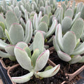 Cotyledon 'Silver Peak' Succulent Bare Root 4" - Rare Live Plant, Unique Colorful Foliage, Drought-Tolerant Succulent
