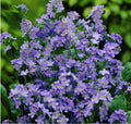 Forget Me Nots Seeds - Ultramarine Dwarf Blue - Non-GMO Biennial Perennial - 200 Seeds - Myosotis spp.