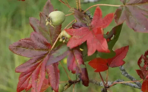 Guardsman Crabapple Seeds - 25+ Seeds for Garden Planting - Malus 'Guardsman' - USA