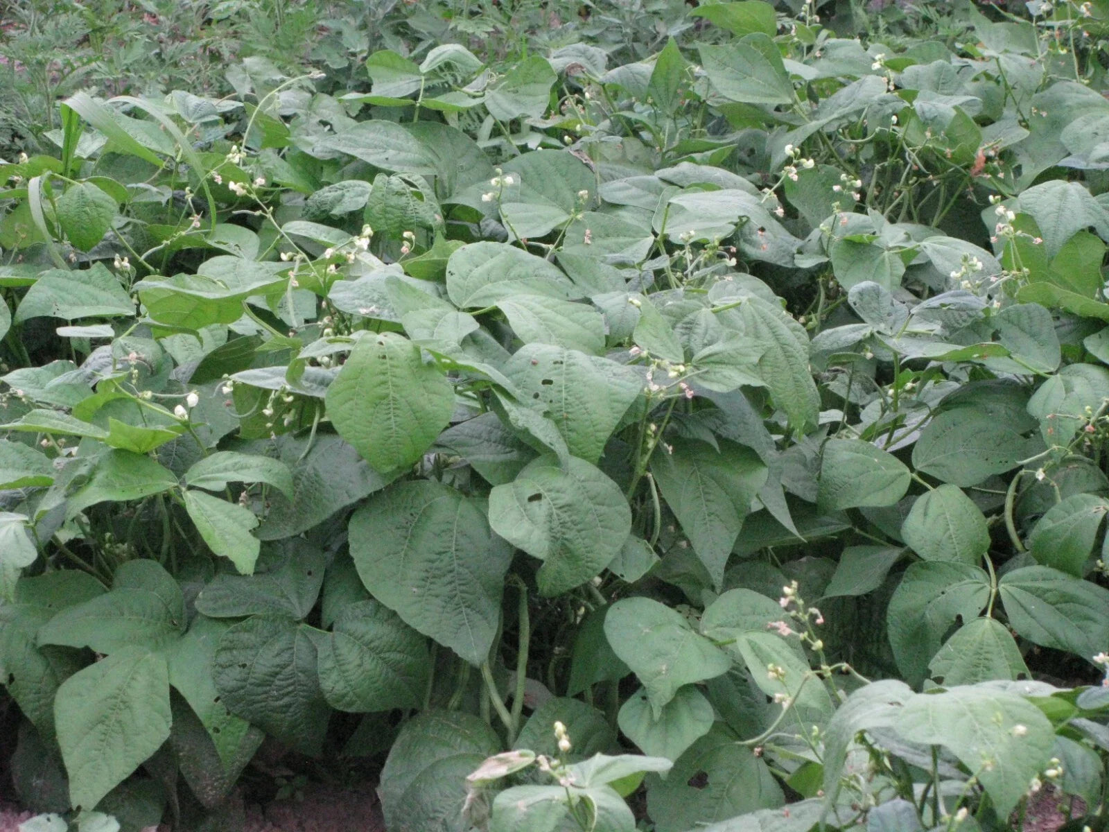 Jade Snap Bush Bean Seeds 50+ Count, Phaseolus vulgaris, Non-GMO, Heirloom, Home Garden, Vegetable Seeds