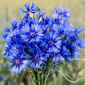 Cornflower Seeds 200 Count | Wildflower Variety | Centaurea Cyanus | USA Seller