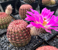 Echinocereus Rigidissimus Cactus - 2" Potted Rainbow Hedgehog with 3" Pink Flower - Colorful Desert Plant