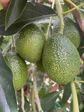 Cold Hardy Rare Black Avocado Seeds, Brazos Belle, Organic, 2 Pack, Persea americana