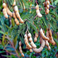Tamarind Tree Seeds - 5 Pack - Tamarindus indica - Tropical Fruit Bonsai Plant